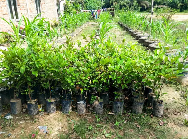 Bitki tohumları plastik torbalara ekiliyor.