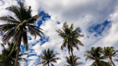 Kontrastlı bulutlu gökyüzü ile yemyeşil hindistan cevizi korusu