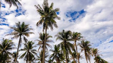 Kontrastlı bulutlu gökyüzü ile yemyeşil hindistan cevizi korusu