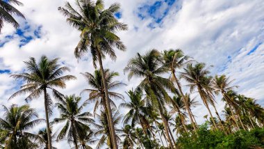 Kontrastlı bulutlu gökyüzü ile yemyeşil hindistan cevizi korusu