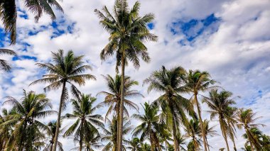 Kontrastlı bulutlu gökyüzü ile yemyeşil hindistan cevizi korusu