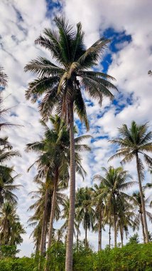 Kontrastlı bulutlu gökyüzü ile yemyeşil hindistan cevizi korusu