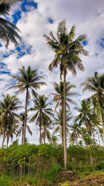 Kontrastlı bulutlu gökyüzü ile yemyeşil hindistan cevizi korusu