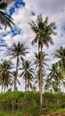 Kontrastlı bulutlu gökyüzü ile yemyeşil hindistan cevizi korusu