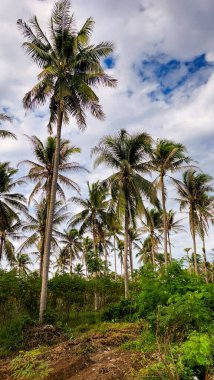 Kontrastlı bulutlu gökyüzü ile yemyeşil hindistan cevizi korusu