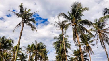 Kontrastlı bulutlu gökyüzü ile yemyeşil hindistan cevizi korusu
