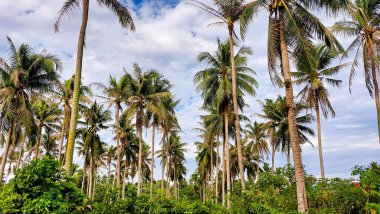Kontrastlı bulutlu gökyüzü ile yemyeşil hindistan cevizi korusu