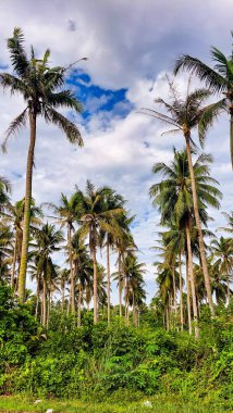 Kontrastlı bulutlu gökyüzü ile yemyeşil hindistan cevizi korusu
