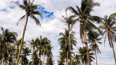 Kontrastlı bulutlu gökyüzü ile yemyeşil hindistan cevizi korusu