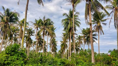 Kontrastlı bulutlu gökyüzü ile yemyeşil hindistan cevizi korusu