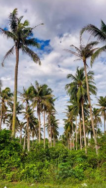 Kontrastlı bulutlu gökyüzü ile yemyeşil hindistan cevizi korusu