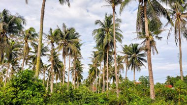 Kontrastlı bulutlu gökyüzü ile yemyeşil hindistan cevizi korusu