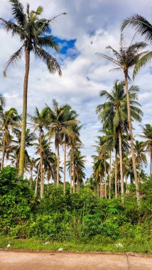 Kontrastlı bulutlu gökyüzü ile yemyeşil hindistan cevizi korusu