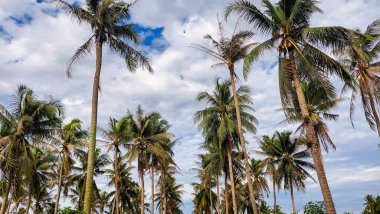Kontrastlı bulutlu gökyüzü ile yemyeşil hindistan cevizi korusu