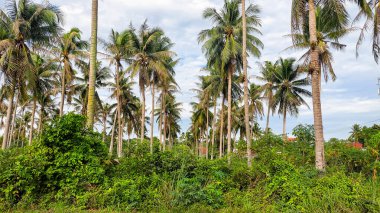 Kontrastlı bulutlu gökyüzü ile yemyeşil hindistan cevizi korusu