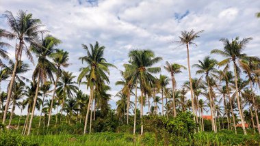 Kontrastlı bulutlu gökyüzü ile yemyeşil hindistan cevizi korusu