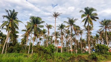 Kontrastlı bulutlu gökyüzü ile yemyeşil hindistan cevizi korusu