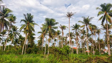 Kontrastlı bulutlu gökyüzü ile yemyeşil hindistan cevizi korusu