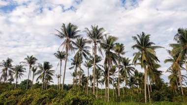 Kontrastlı bulutlu gökyüzü ile yemyeşil hindistan cevizi korusu