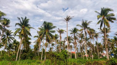 Kontrastlı bulutlu gökyüzü ile yemyeşil hindistan cevizi korusu