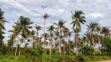 Kontrastlı bulutlu gökyüzü ile yemyeşil hindistan cevizi korusu