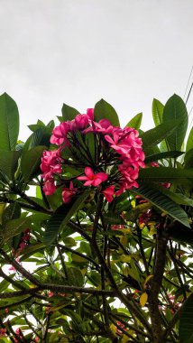 Fransız çiçekleri pembedir.