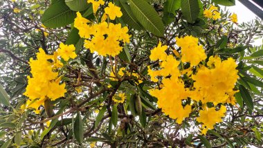 Tabebuia aurea, Güney Amerika, Surinam, Brezilya, Bolivya, Peru, Paraguay ve Arjantin 'de yaşayan bir Tabebuia türüdür..