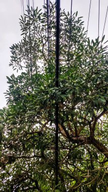 Elektrik ve fiber kablolar ağaç yapraklarına çarpıyor.