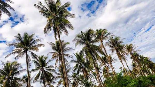 Kontrastlı bulutlu gökyüzü ile yemyeşil hindistan cevizi korusu