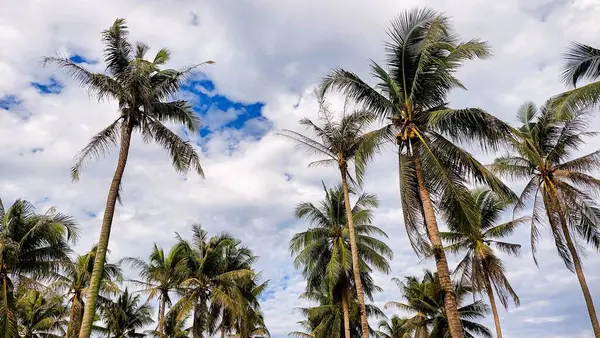 Kontrastlı bulutlu gökyüzü ile yemyeşil hindistan cevizi korusu