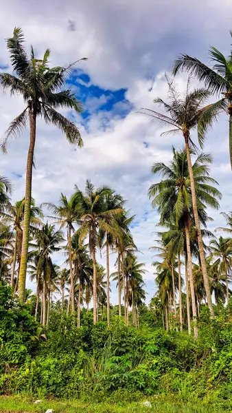 Kontrastlı bulutlu gökyüzü ile yemyeşil hindistan cevizi korusu