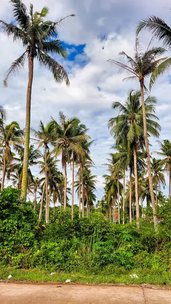 Kontrastlı bulutlu gökyüzü ile yemyeşil hindistan cevizi korusu