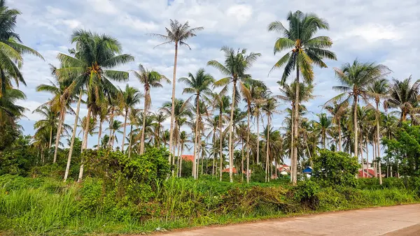 Kontrastlı bulutlu gökyüzü ile yemyeşil hindistan cevizi korusu