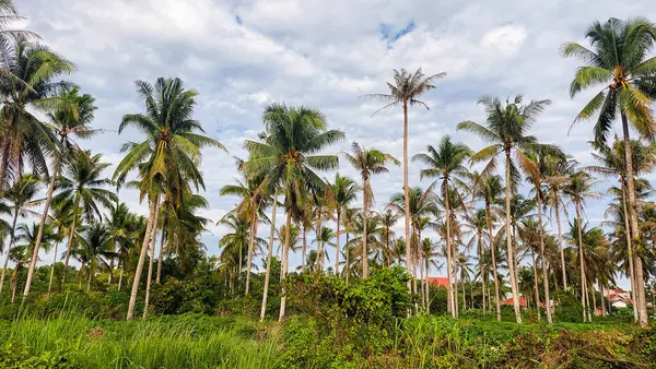 Kontrastlı bulutlu gökyüzü ile yemyeşil hindistan cevizi korusu