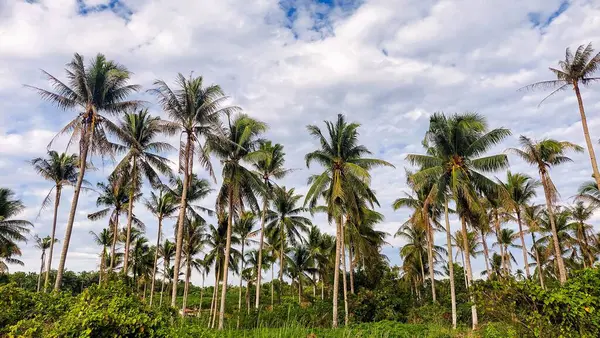 Kontrastlı bulutlu gökyüzü ile yemyeşil hindistan cevizi korusu