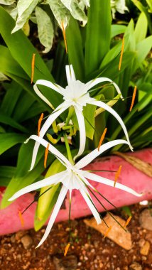 Hymenocallis littoralis, yaygın olarak plaj örümceği zambağı ya da lirio de playa olarak bilinir.