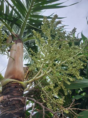 Stilt evleri, selleri ve vahşi hayvanları önlemek için Jambi ve Güney Sumatra 'da tipik bir ev mimarisidir.