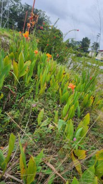 Allamanda katarcaları, yaygın olarak altın trompet, trompet ve sarı allamanda olarak adlandırılan, Apocynaceae familyasından bir bitki türüdür. Brezilya 'ya özgüdür..