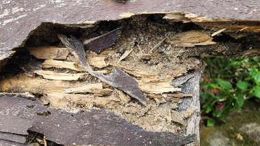 Yaşlandıkça çürümeye başlayan eski ahşabın durumu