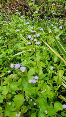 Utangaç prenses çiçeği mordur.