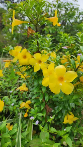 Allamanda katarcaları, yaygın olarak altın trompet, trompet ve sarı allamanda olarak adlandırılan, Apocynaceae familyasından bir bitki türüdür. Brezilya 'ya özgüdür..