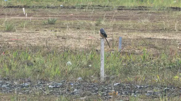 Bir kuş direğin üzerinde duruyor.