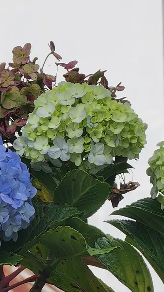 Hydrangea makrophylla, Hydrangeaceae familyasından Japonya 'ya özgü bir bitki türü. Yaprak döken bir çalıdır ve yaz ve sonbaharda 2,5 metreye kadar büyür..