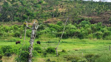 Bufalo ve sığırlar için geniş tarlalar