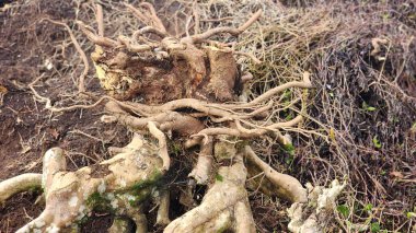 Yüzlerce yıllık çay ağacı gövdeleri, ekonomik değeri artıracak antika masalar için hammadde olarak kullanılır.