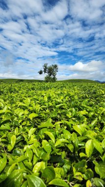 Arkaplanı dağlar olan yeşil bir çay bahçesi.