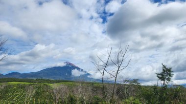 Arkaplanı dağlar olan yeşil bir çay bahçesi.
