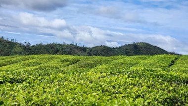 Arkaplanı dağlar olan yeşil bir çay bahçesi.