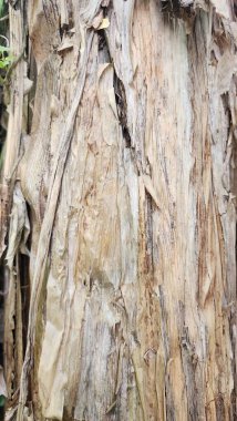 Yeni kesilmiş ve biçilmiş muz ağaçlarının uzun saplı kırmızı-turuncu muz çiçekli meyveleri vardır.