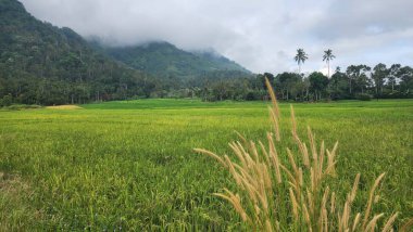 Sumatra 'nın iç kısımlarında çok verimli pirinç tarlaları var..